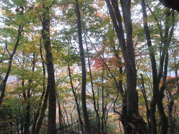 登山道